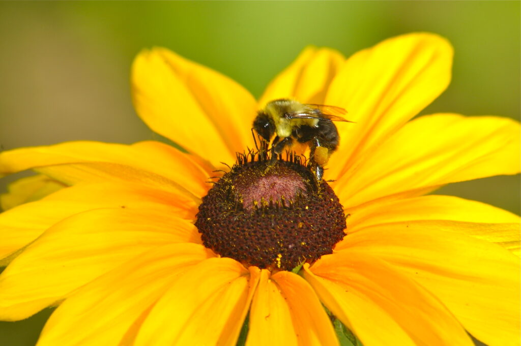 Cada año se pierden hasta el 40 % de las colmenas de abejas en Colombia