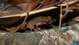 Descubren una nueva especie de rana en Guangdong, China