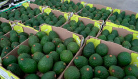 Aguacate Hass colombiano abre puertas en el mercado de Uruguay