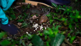 CARDER y la organización Masbosques unen esfuerzos para controlar el caracol gigante africano en Risaralda