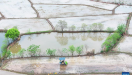 Agricultura de primavera en pleno apogeo en toda China