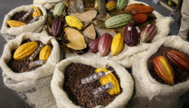 El aroma del cacao atrae turistas chinos al eje cafetero colombiano