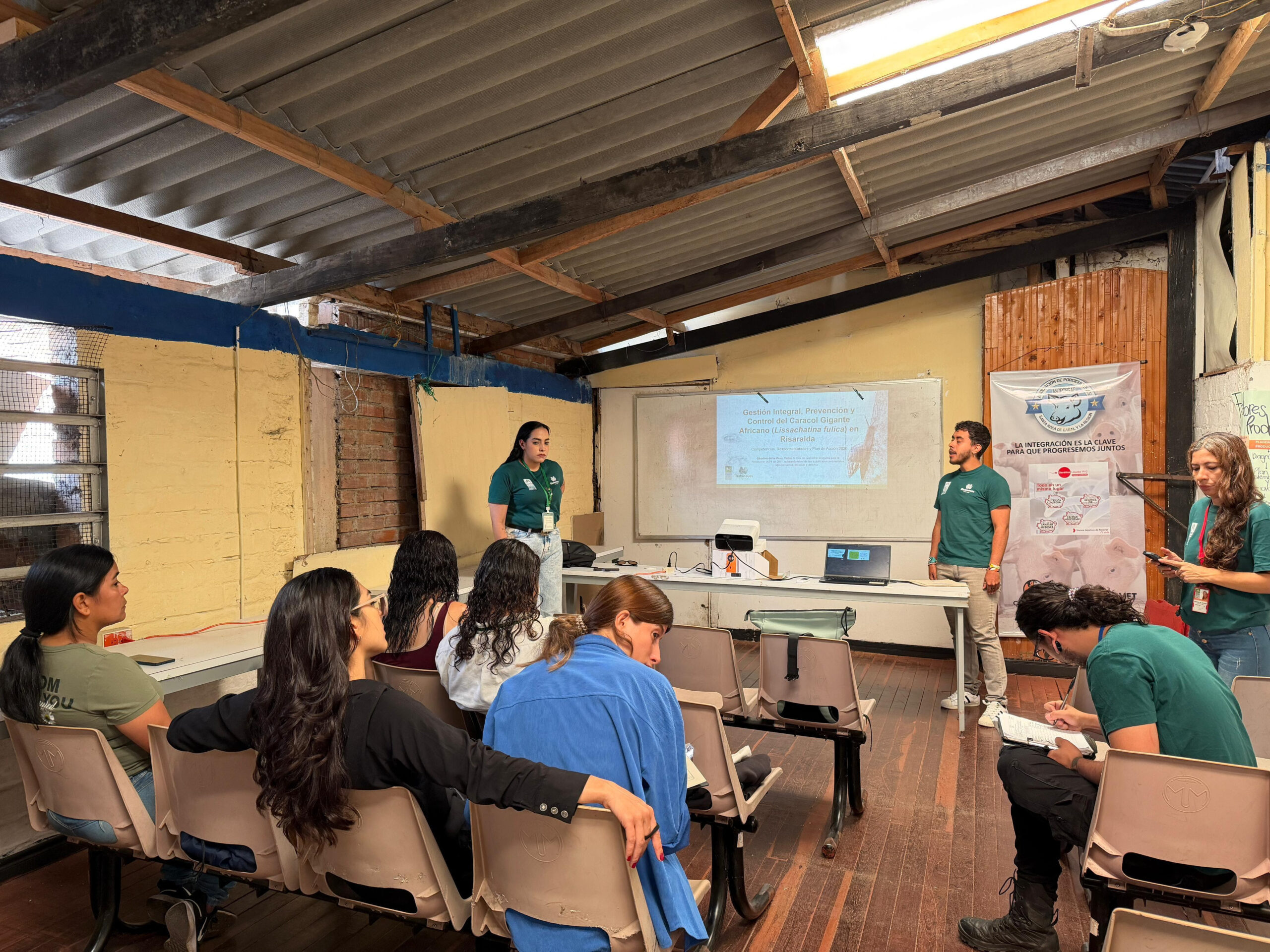 La autoridad ambiental de Risaralda continua las acciones para el control del caracol gigante africano