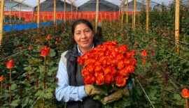 Risaralda florece para el mundo: 60.000 rosas se exportan por el Día de la Madre con sello Hecho en Risaralda