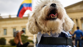 Procuraduría inicia seguimiento nacional al cumplimiento de las leyes de protección y bienestar animal