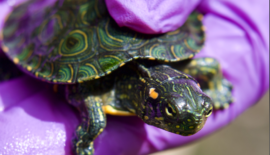 La CARDER expresa su preocupación por la conservación de las tortugas en el día mundial de esta especie