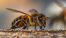 La CARDER celebró el Día Mundial de las Abejas reconociendo el gran papel de estas polinizadoras