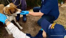Judicializan a mujer por presunto maltrato de más de 300 perros en Cundinamarca