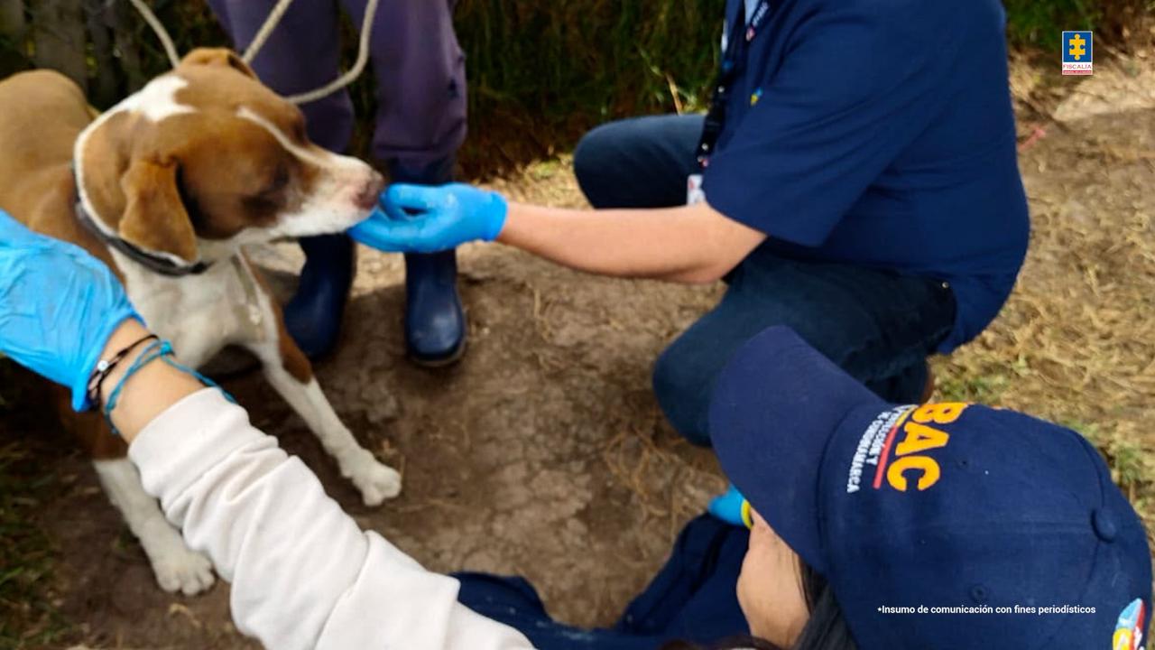 Judicializan a mujer por presunto maltrato de más de 300 perros en Cundinamarca